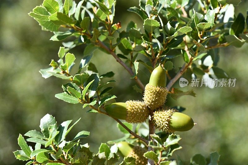 蓝天下的橡子树枝。(Quercus aucheri)